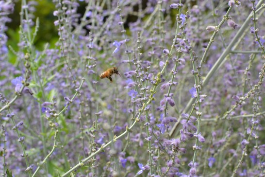 花に近づくミツバチ