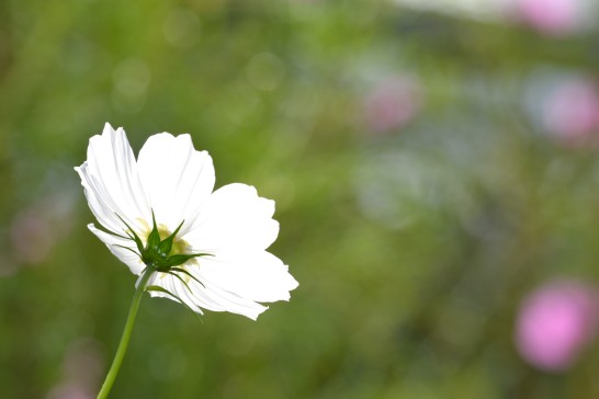 光を放つかのような白い花